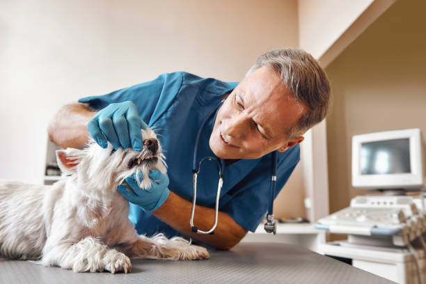 Best Cracked Tooth Emergency Dentist  in Myrtle Beach, SC